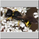 Ectemnius continuus - Grabwespe m05b OS-Hasbergen-Lehmwiese det.jpg